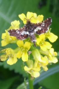 <i>Thyris fenestrella</i>
