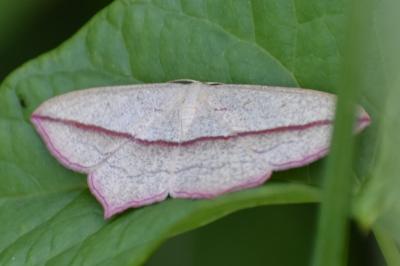 <i>Timandra comae</i>