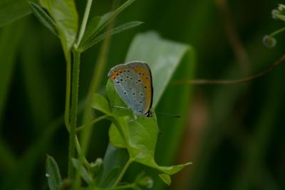 <i>Lycaena dispar</i>