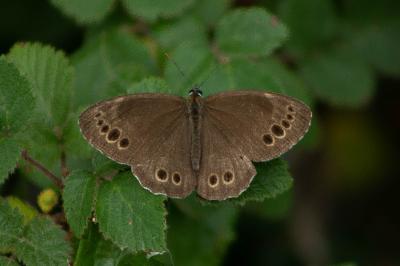 <i>Lopinga achine</i>