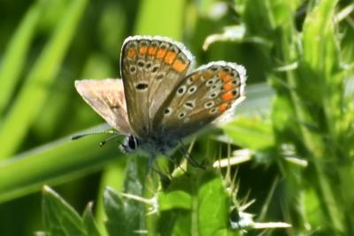 <i>Aricia agestis</i>