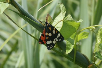 Callimorpha dominula
