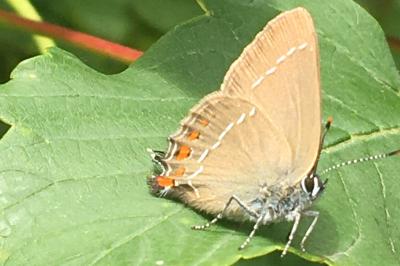 <i>Satyrium ilicis</i>