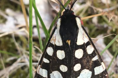 <i>Arctia villica</i>