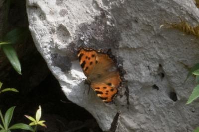 <i>Nymphalis polychloros</i>