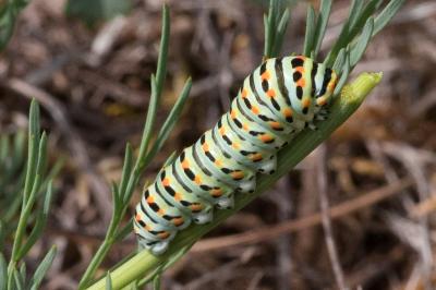 <i>Papilio machaon</i>