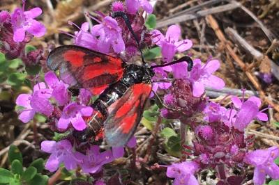 <i>Zygaena sarpedon</i>