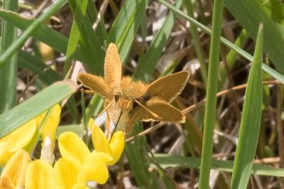 <i>Thymelicus acteon</i>