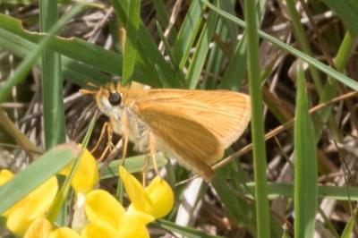 <i>Thymelicus acteon</i>