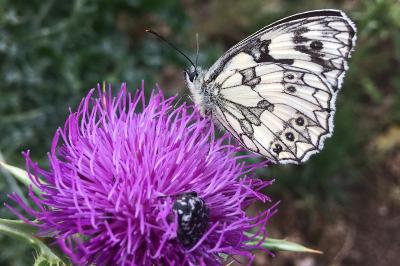 <i>Melanargia galathea</i>
