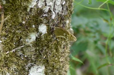 <i>Lopinga achine</i>