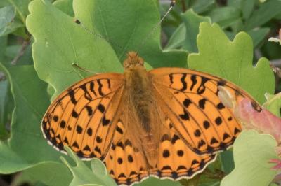 <i>Speyeria aglaja</i>