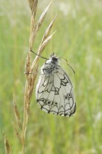 <i>Melanargia galathea</i>