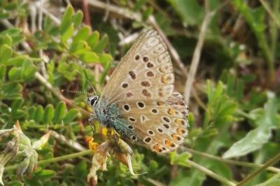 <i>Lysandra bellargus</i>