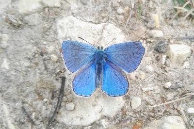 <i>Lysandra bellargus</i>