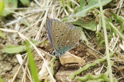 <i>Lysandra bellargus</i>