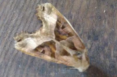 <i>Phlogophora meticulosa</i>