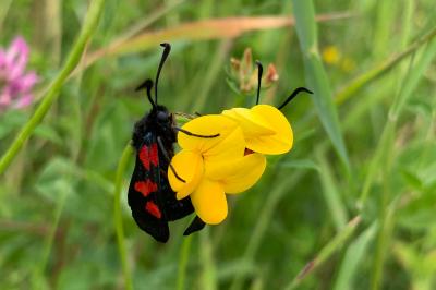<i>Zygaena trifolii</i>