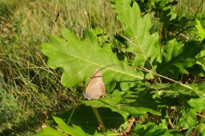 <i>Satyrium ilicis</i>