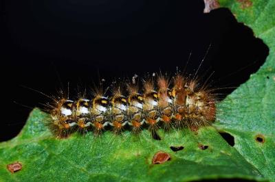 Acronicta rumicis