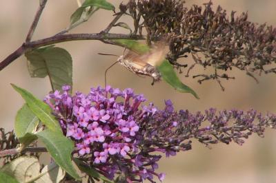 <i>Macroglossum stellatarum</i>