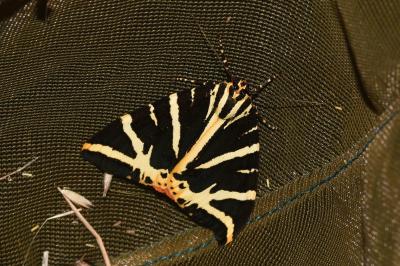 <i>Euplagia quadripunctaria</i>