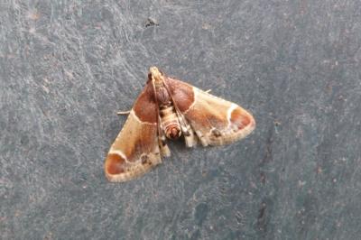 <i>Pyralis farinalis</i>