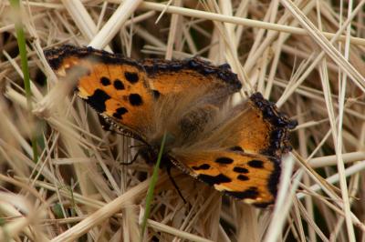 <i>Nymphalis polychloros</i>