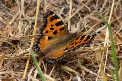 <i>Nymphalis polychloros</i>