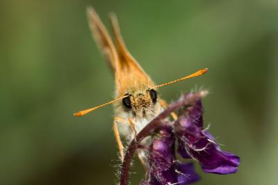 <i>Thymelicus sylvestris</i>