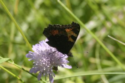 <i>Aglais urticae</i>