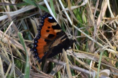 <i>Aglais urticae</i>