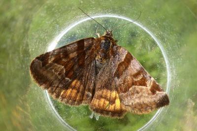 <i>Euclidia glyphica</i>