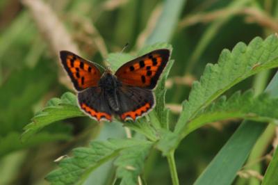 <i>Lycaena phlaeas</i>