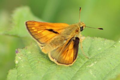 <i>Ochlodes sylvanus</i>