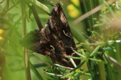 <i>Autographa gamma</i>