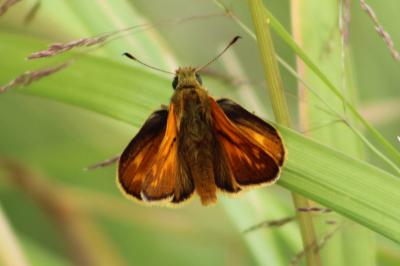 <i>Ochlodes sylvanus</i>