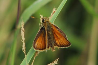 <i>Thymelicus sylvestris</i>