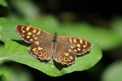 <i>Pararge aegeria</i>