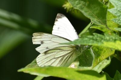 <i>Pieris napi</i>