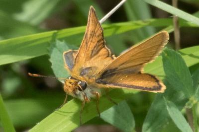 <i>Thymelicus acteon</i>