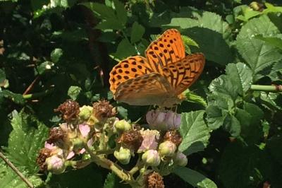 <i>Argynnis paphia</i>