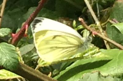 <i>Pieris napi</i>