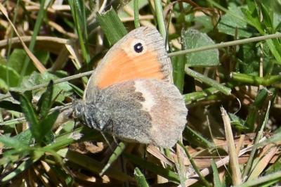 <i>Coenonympha pamphilus</i>