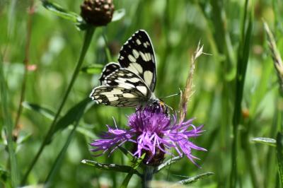 <i>Melanargia galathea</i>