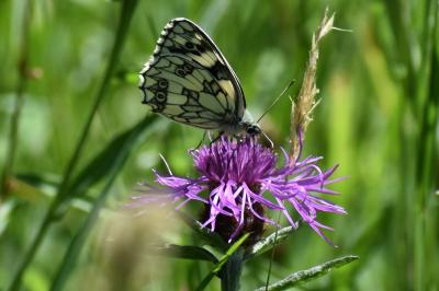 <i>Melanargia galathea</i>