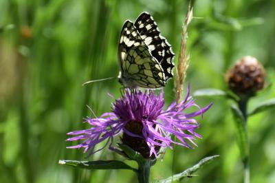 <i>Melanargia galathea</i>