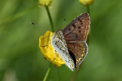 <i>Lycaena tityrus</i>