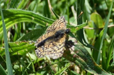<i>Melitaea cinxia</i>