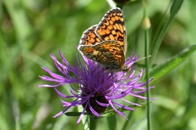 <i>Melitaea phoebe</i>